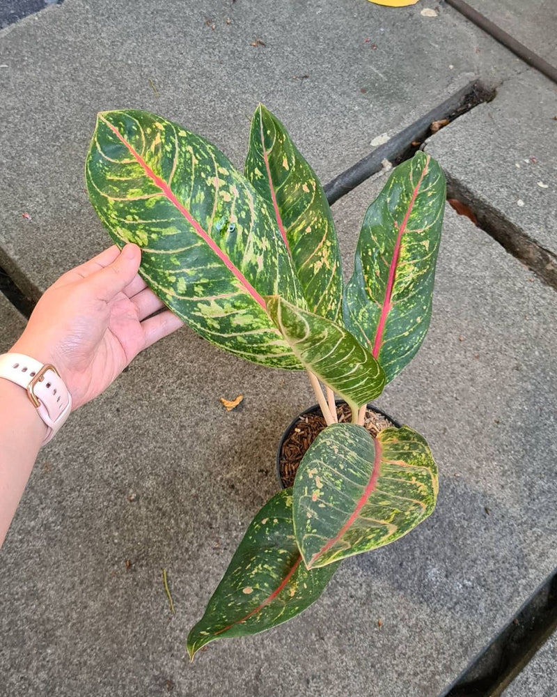 Aglaonema Dona Carmen