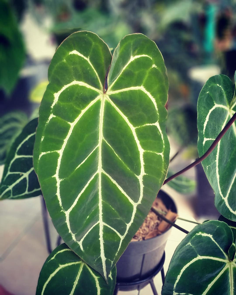 Anthurium Crystallinum Dark