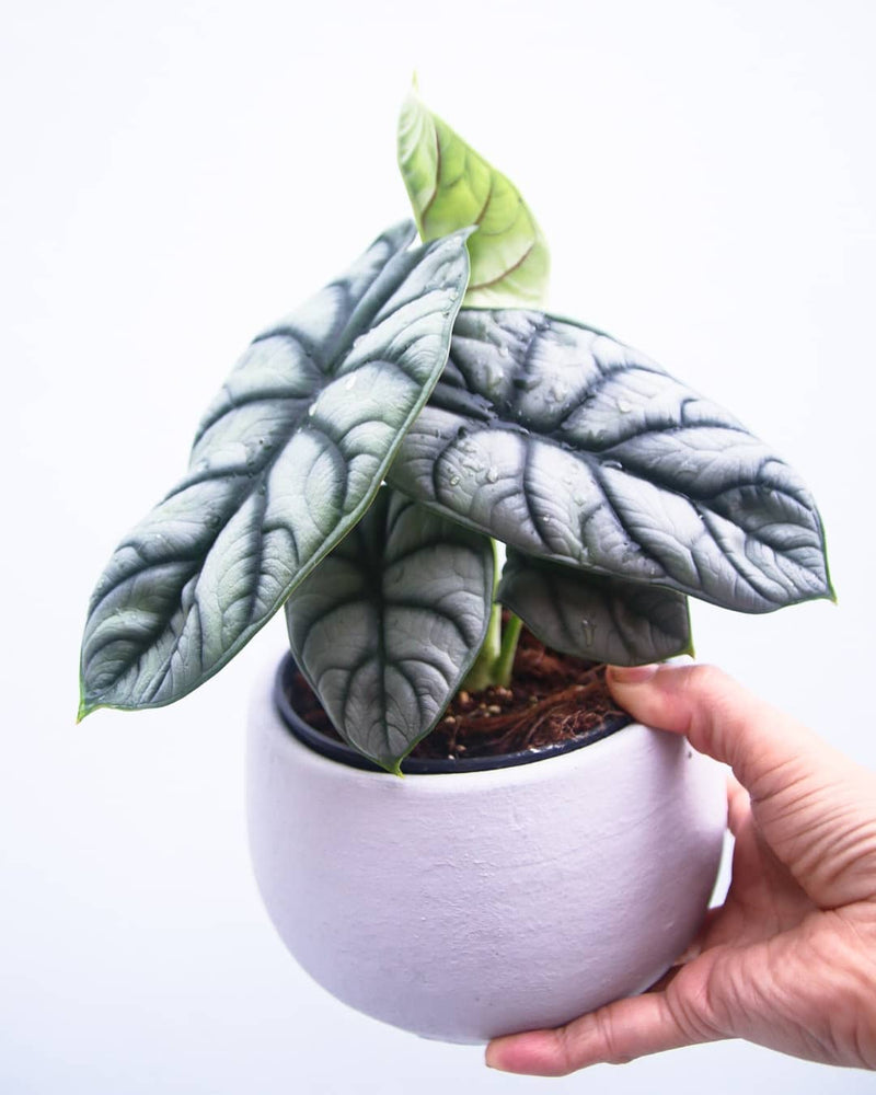 Alocasia Silver Dragon