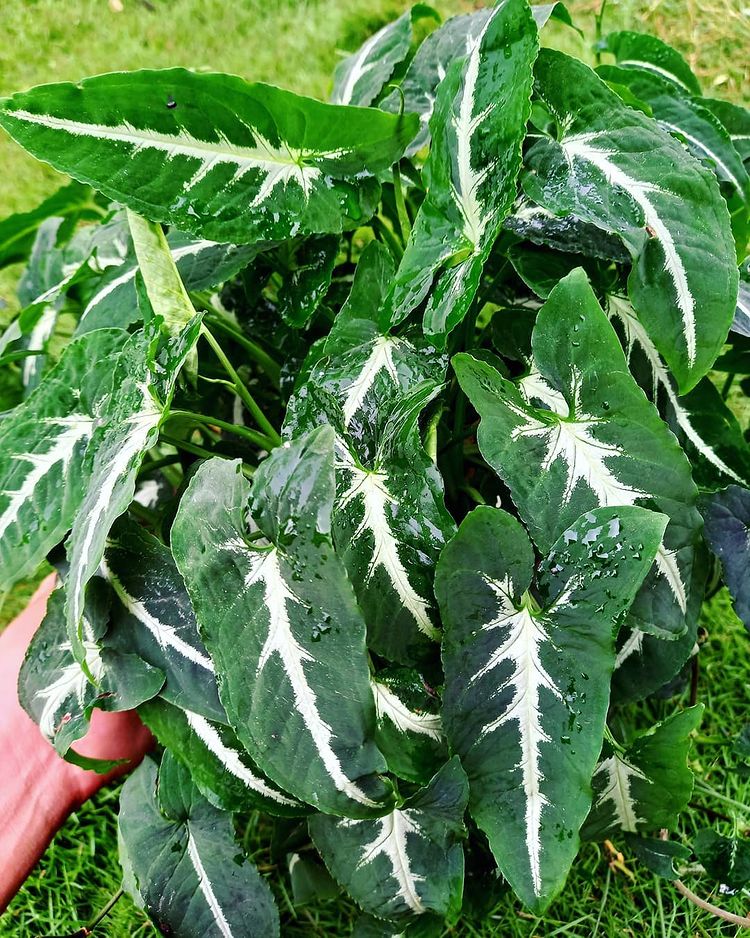 12 Syngonium Wendlandii