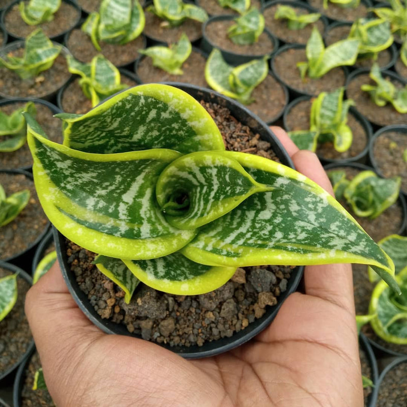 Sansevieria Hahnii Twister Tsunami