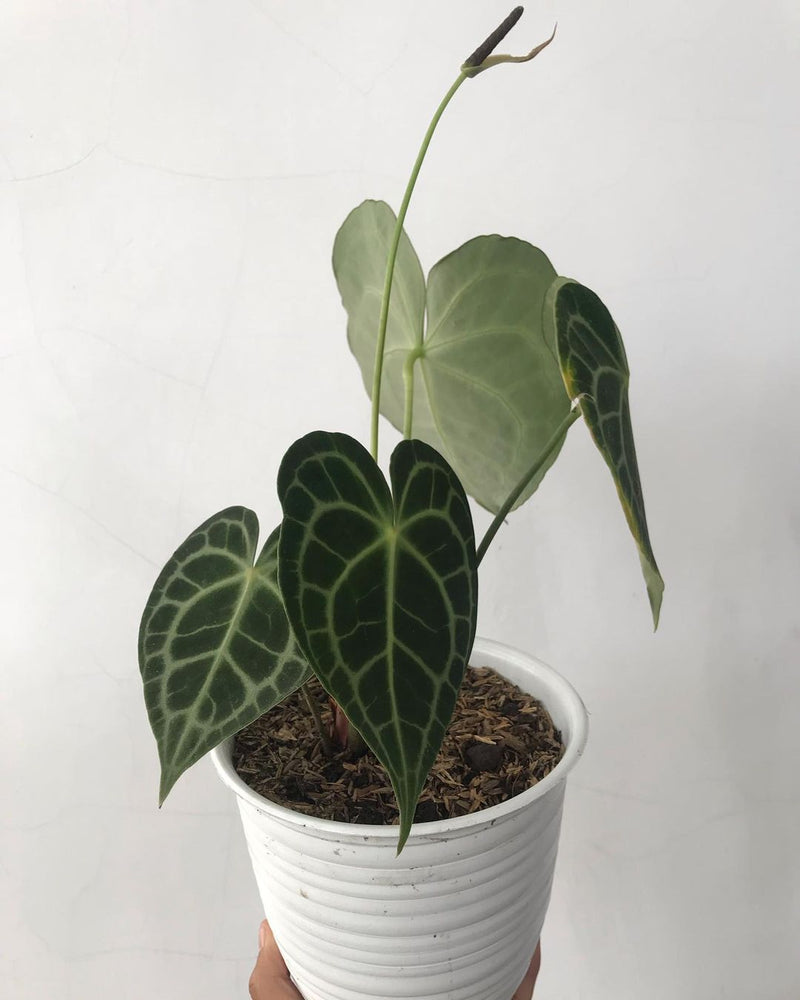 Anthurium Clarinervium