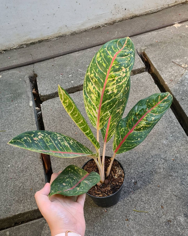 Aglaonema Dona Carmen