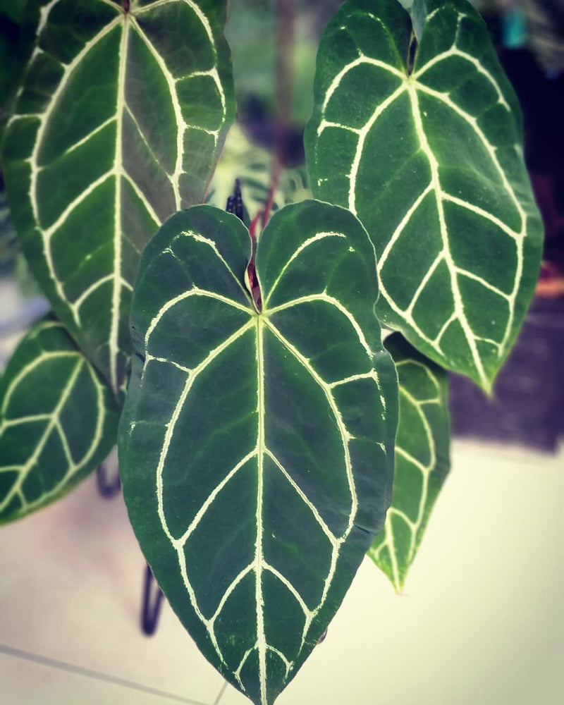 Anthurium Crystallinum Dark