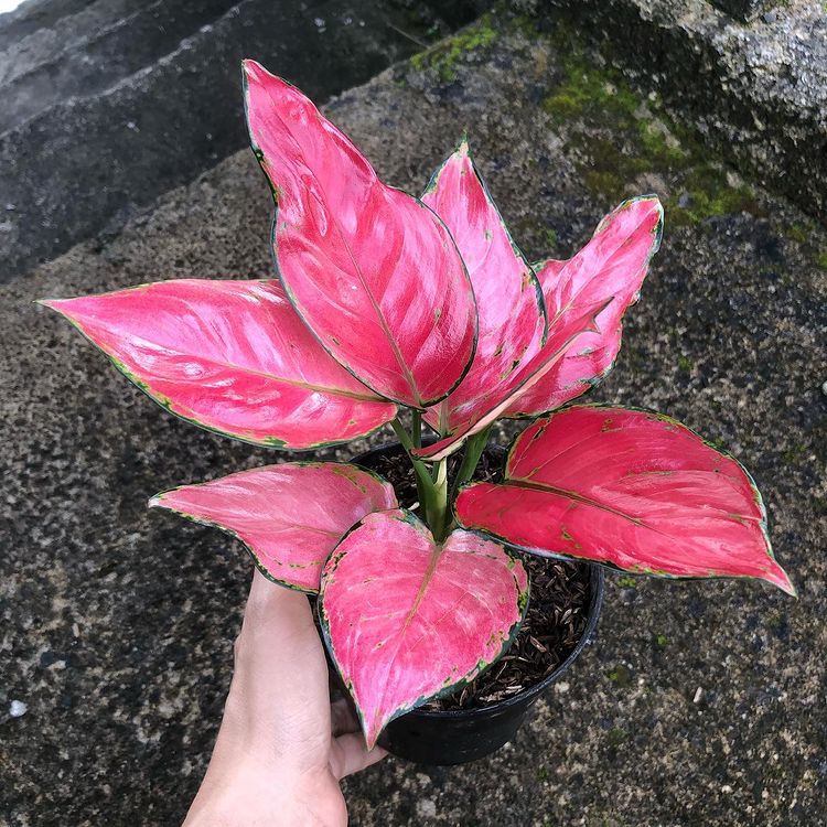 Aglaonema Red anjamani