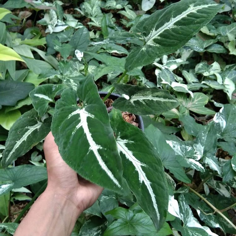 12 Syngonium Wendlandii