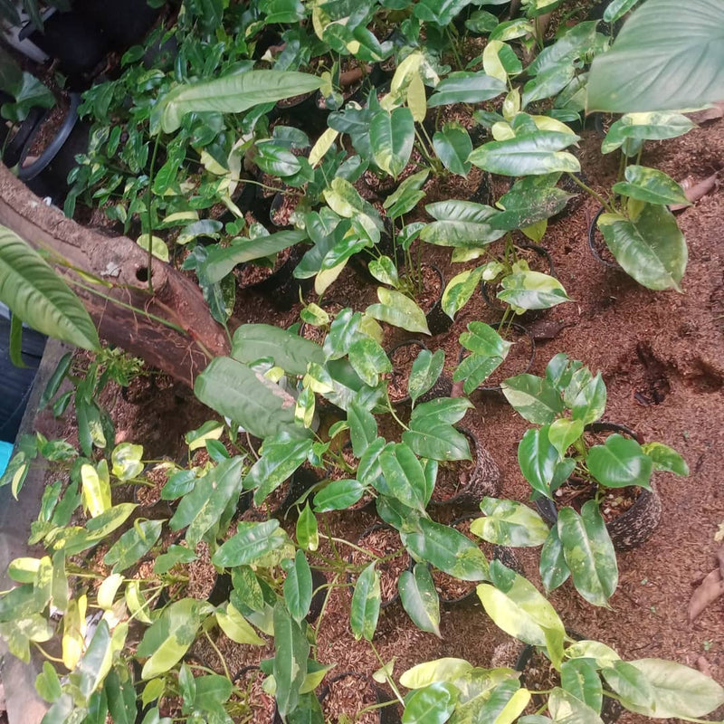 12 Philodendron Burlemarx Variegated