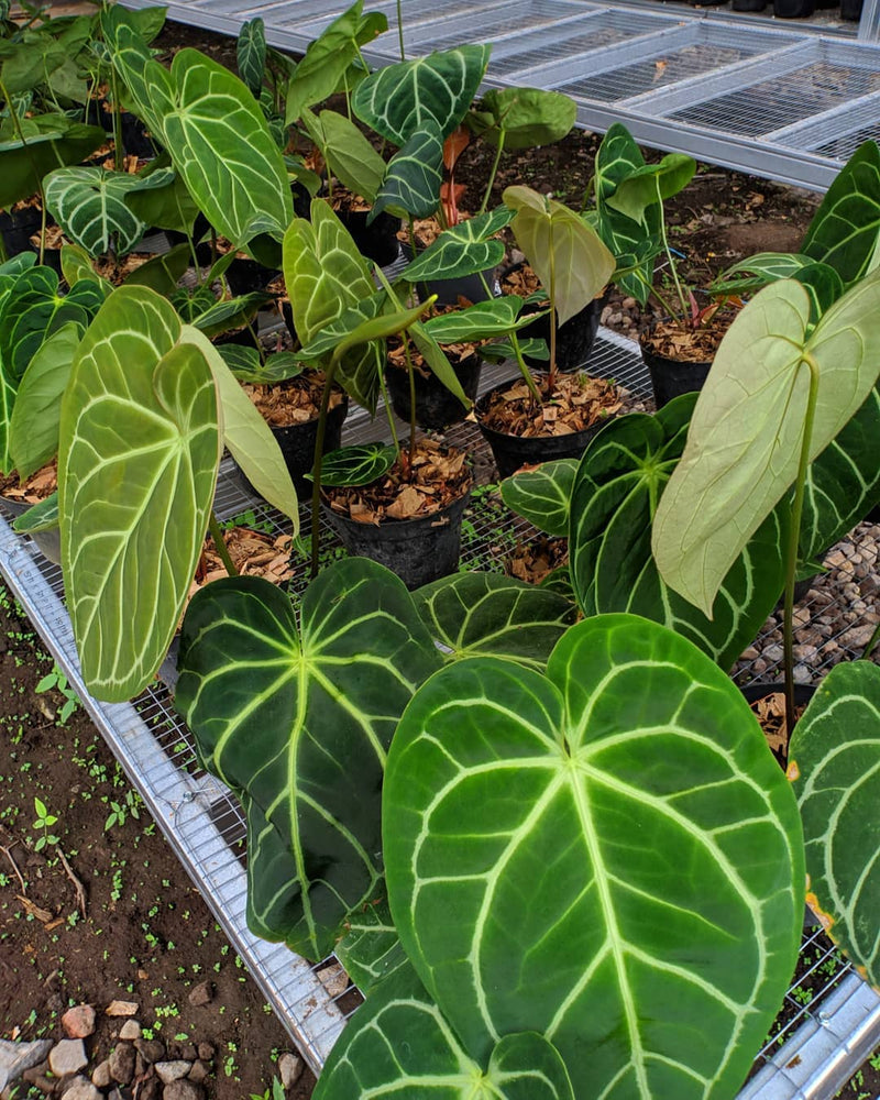 12 Anthurium Magnificum