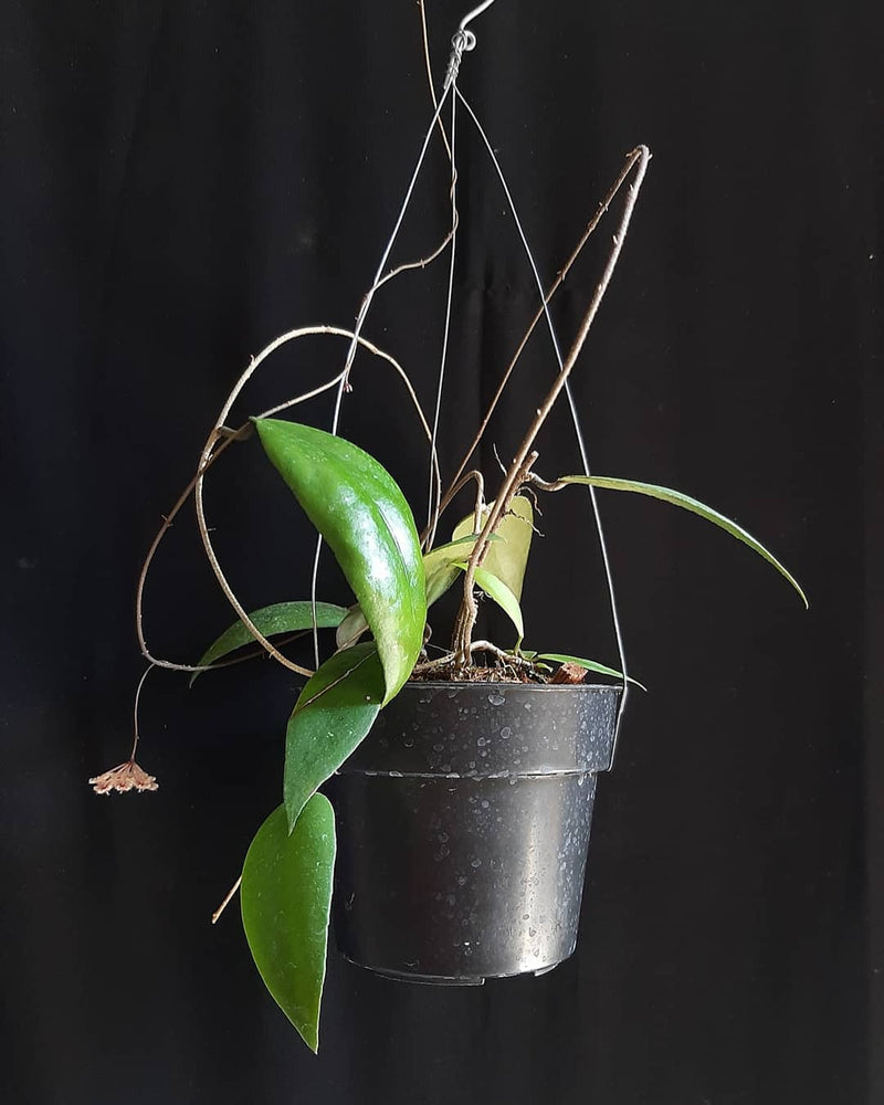 Hoya Caudata SP Sulawesi