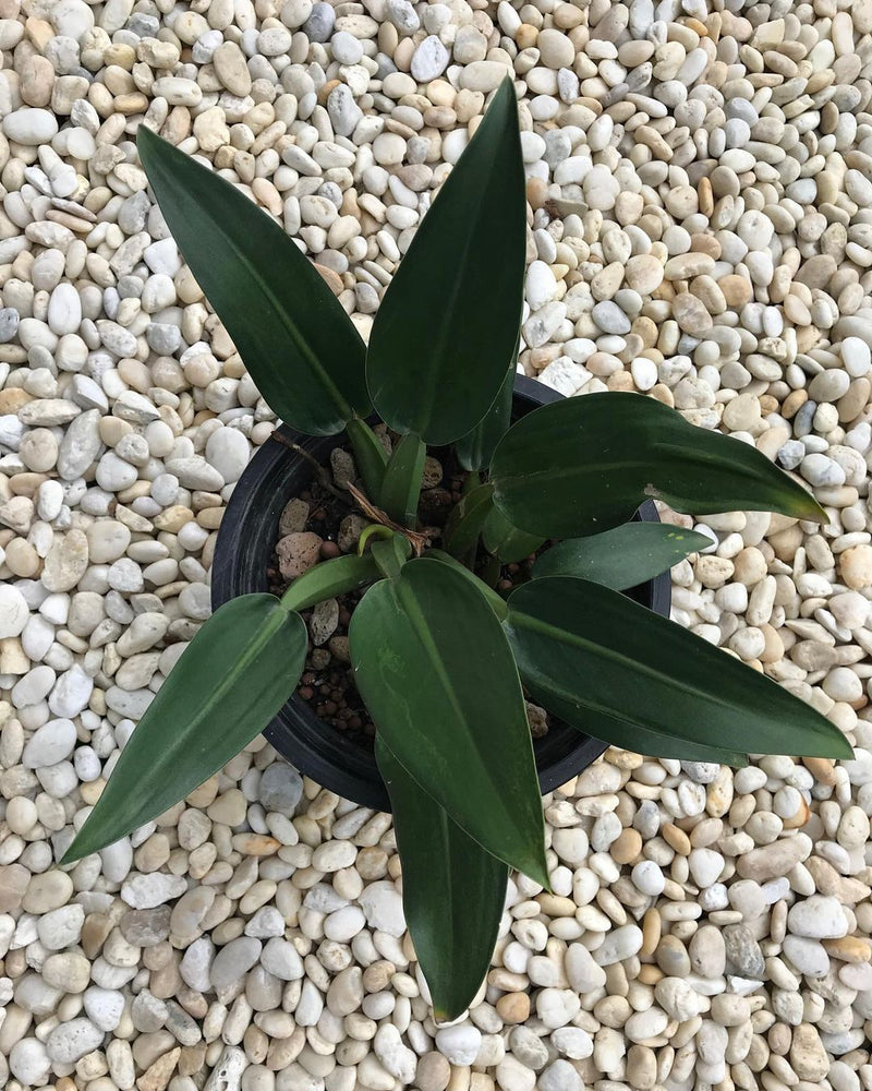 Philodendron Martianum