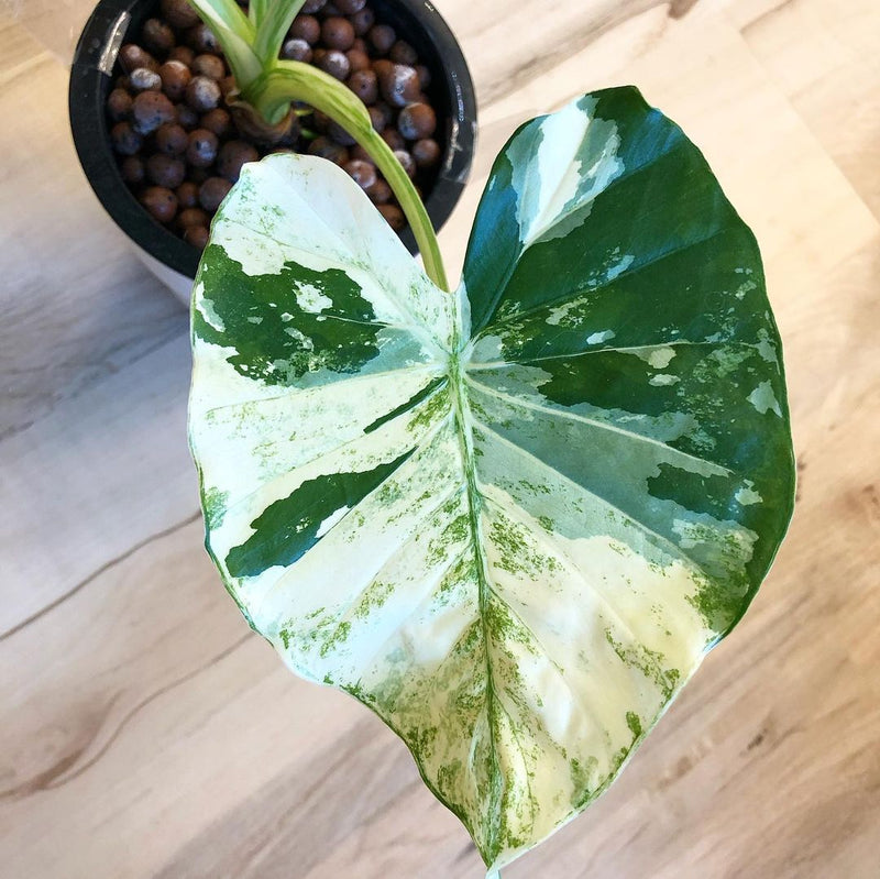 Alocasia macrorrhiza