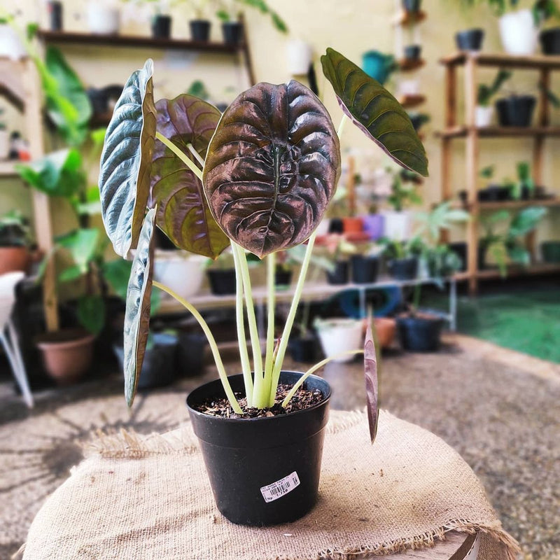 Alocasia Cuprea