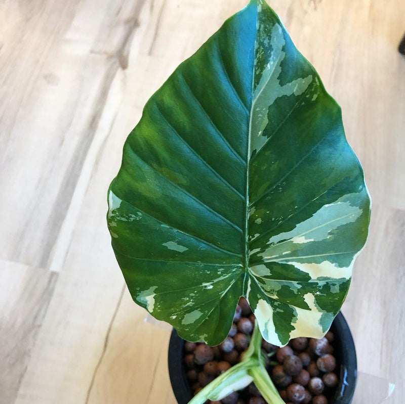 Alocasia macrorrhiza