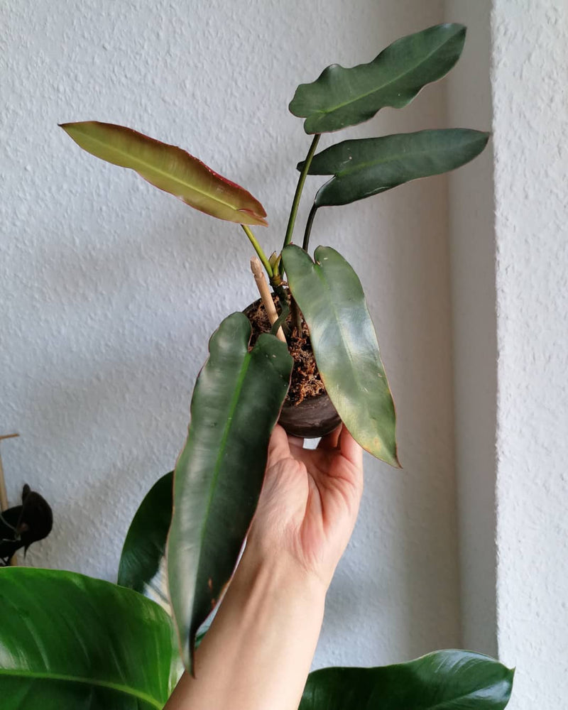 Philodendron Atabapoense