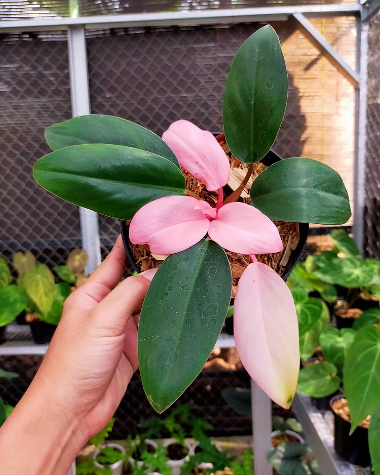 Philodendron Pink Congo