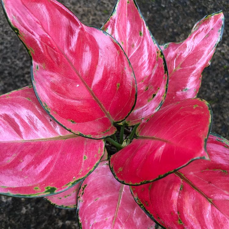 Aglaonema Red anjamani