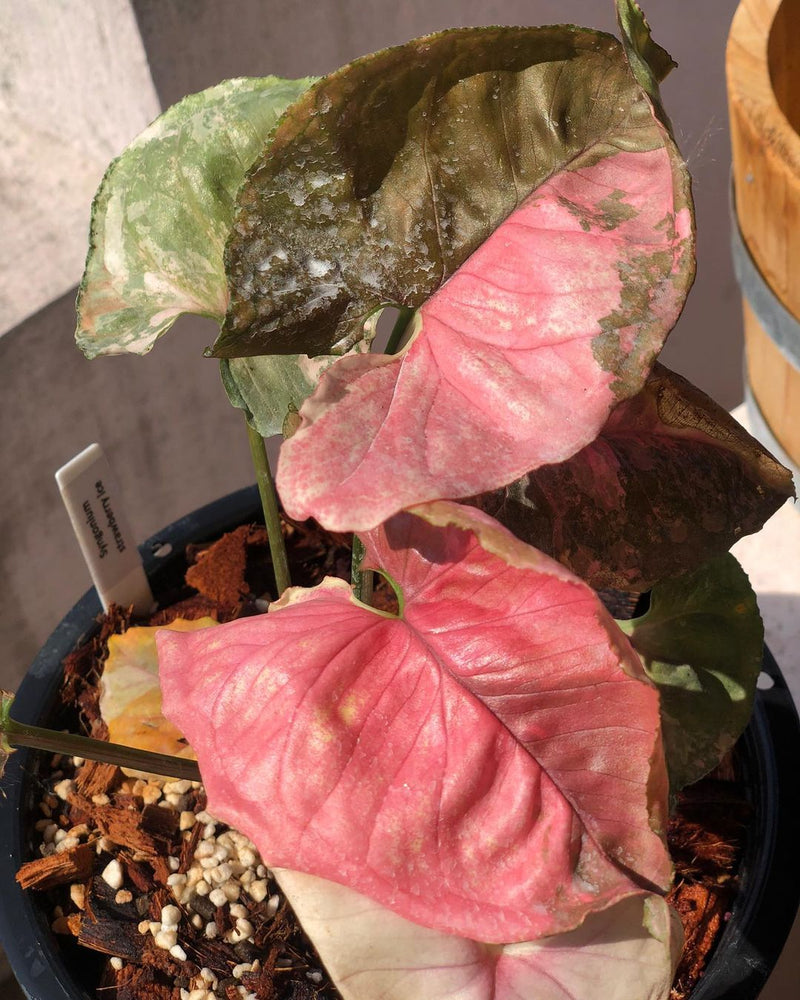 Syngonium Strawberry Ice