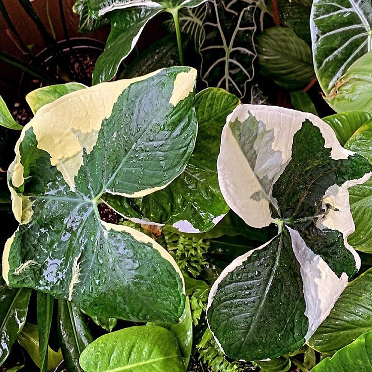 Alocasia Xanthosoma Albo Marginata Variegated