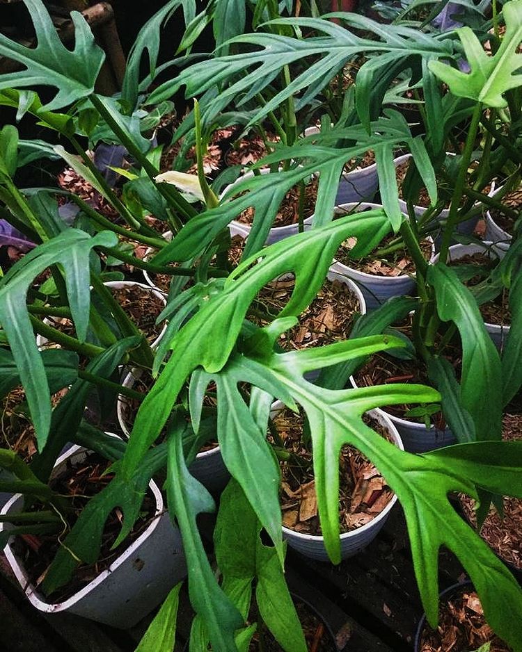 Philodendron Elegans