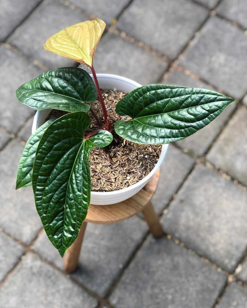 Anthurium Radicans