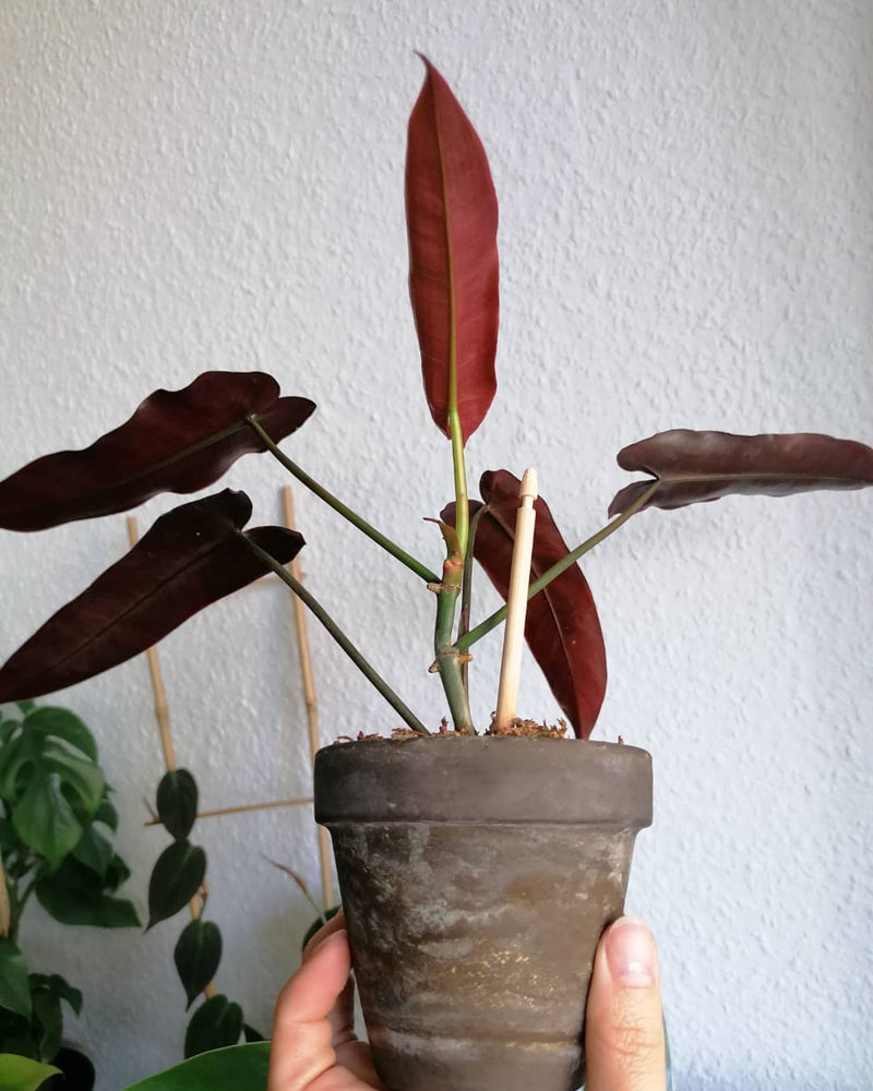 Philodendron Atabapoense