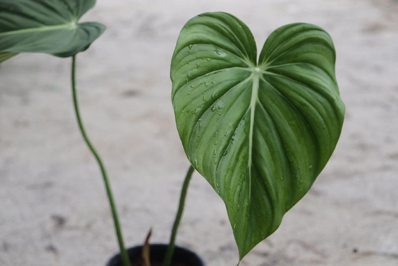 Philodendron Gloriosum