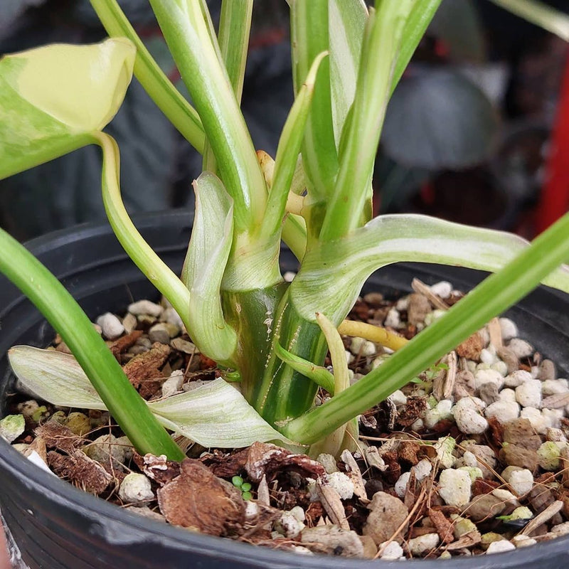 Philodendron Burlemarx Variegated