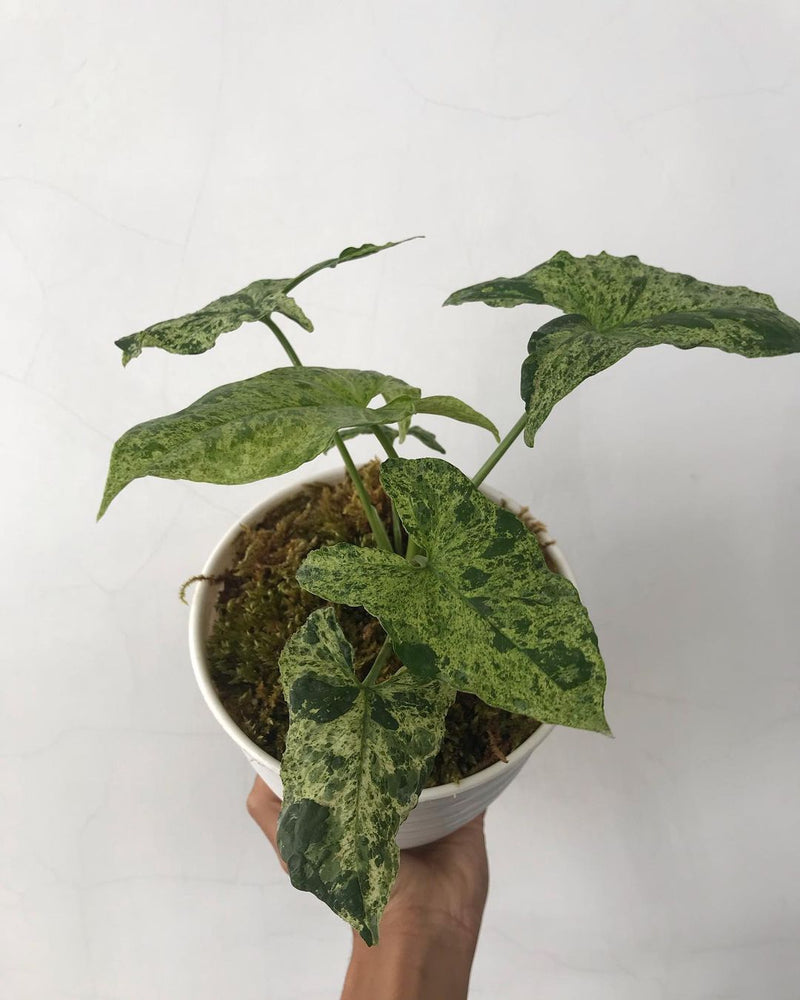 Syngonium Mojito