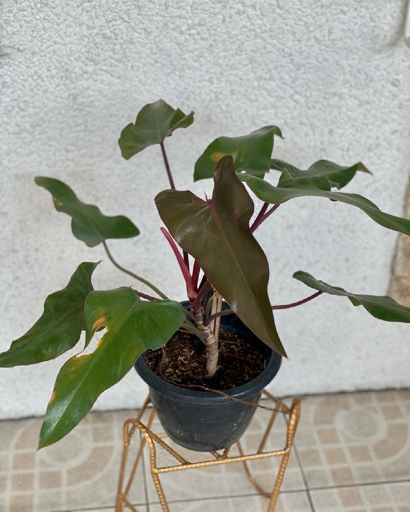 Philodendron Dark Lord