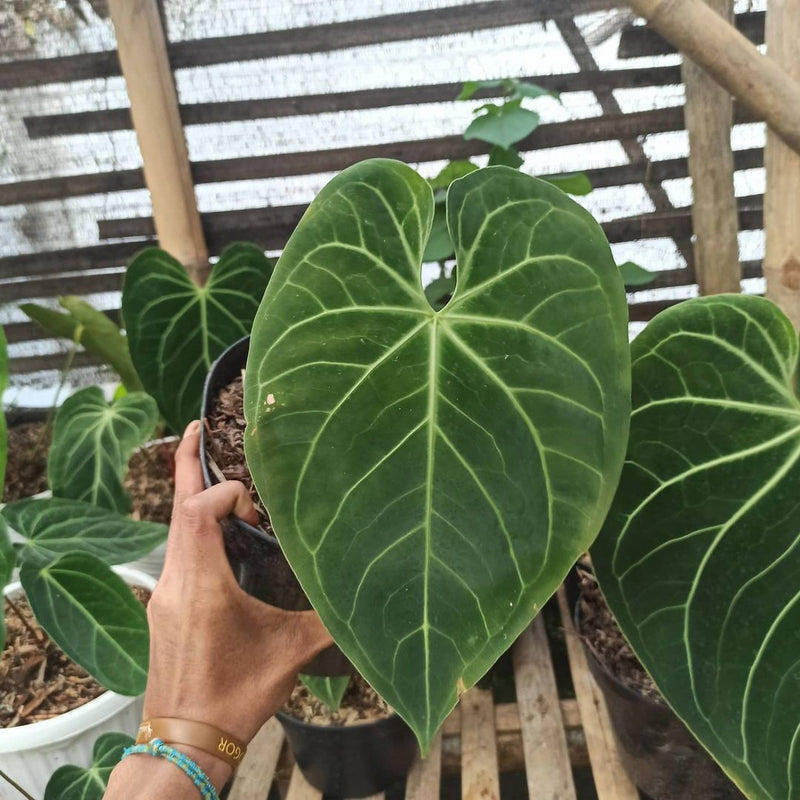 Anthurium Regale