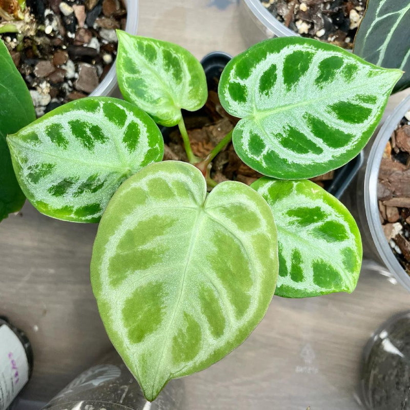 Anthurium Silver Blush