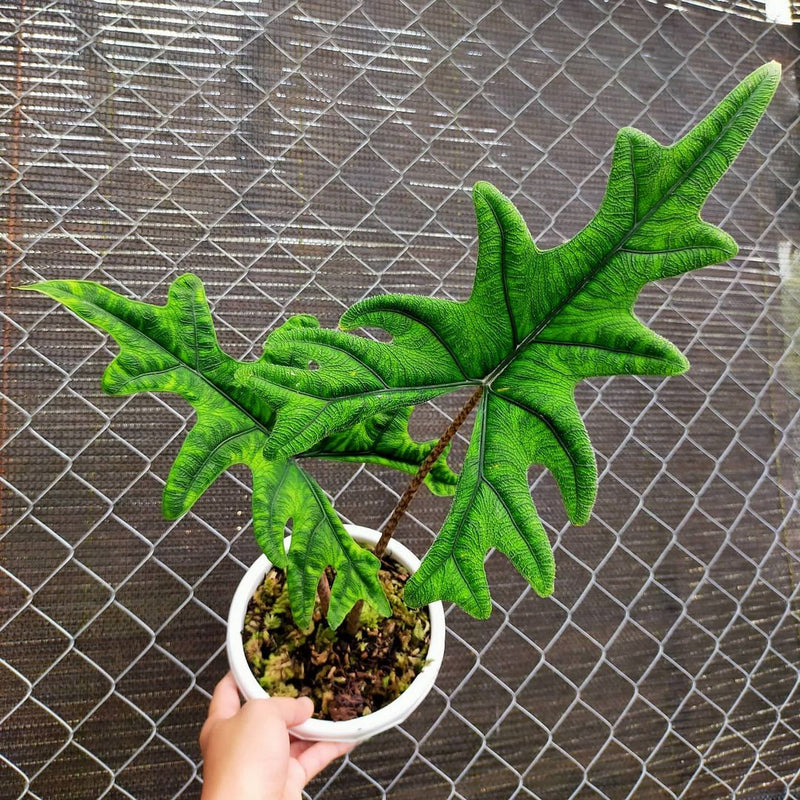 Alocasia Jacklyn