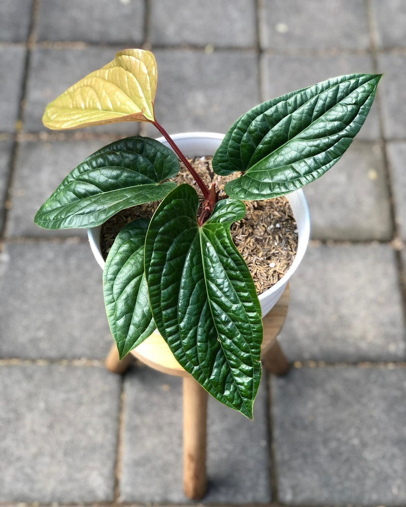 Anthurium Radicans