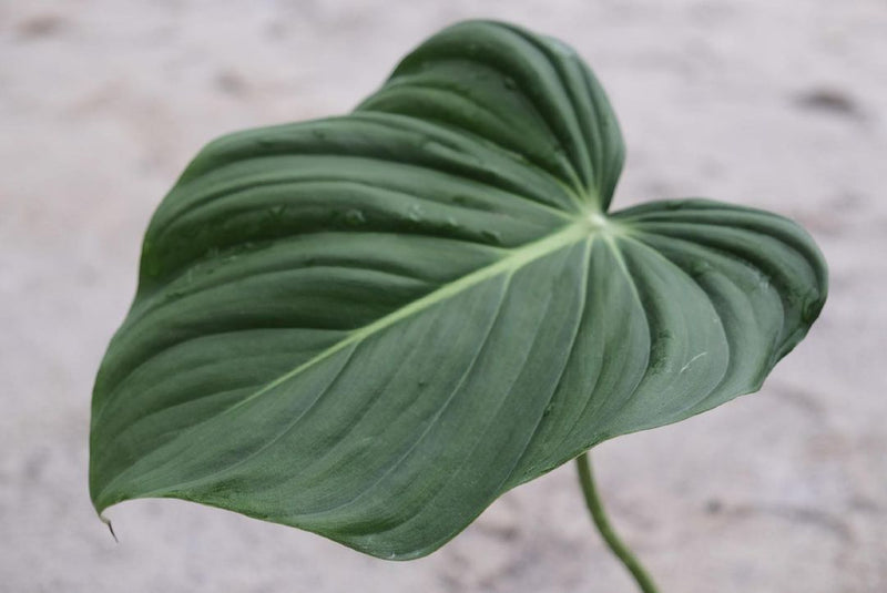 Philodendron Gloriosum