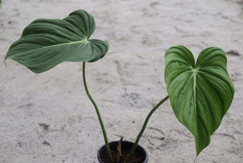 Philodendron Gloriosum