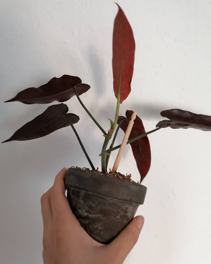 Philodendron Atabapoense