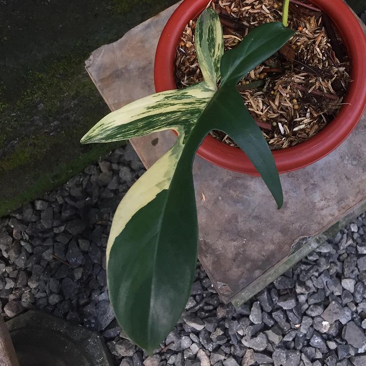 Philodendron Florida Beauty Variegated