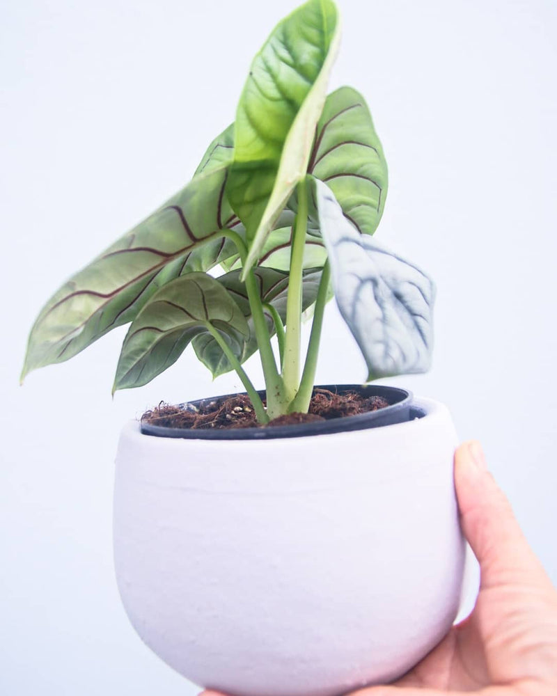 Alocasia Silver Dragon