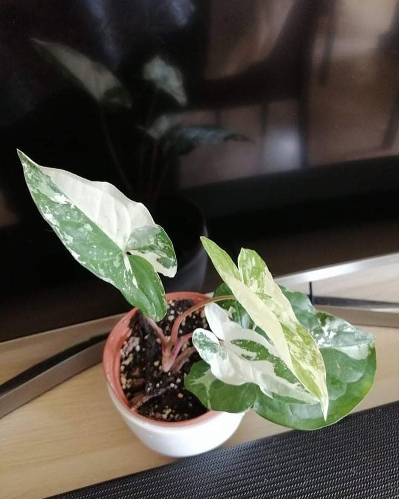 Syngonium Albo Variegated