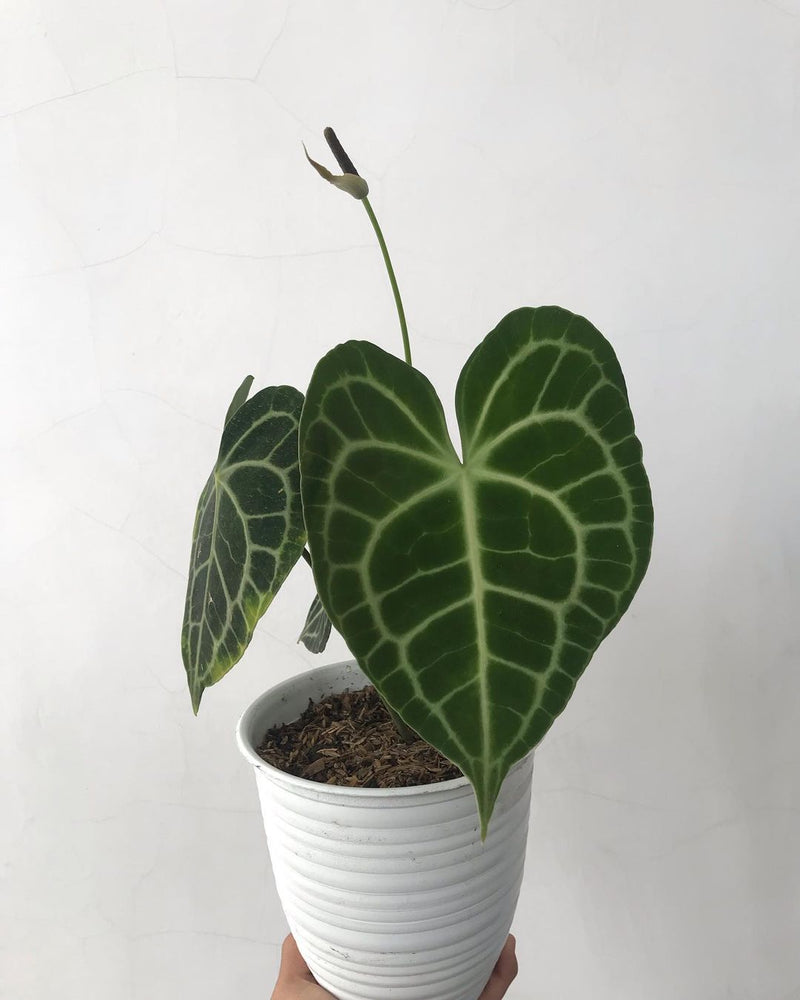 Anthurium Clarinervium