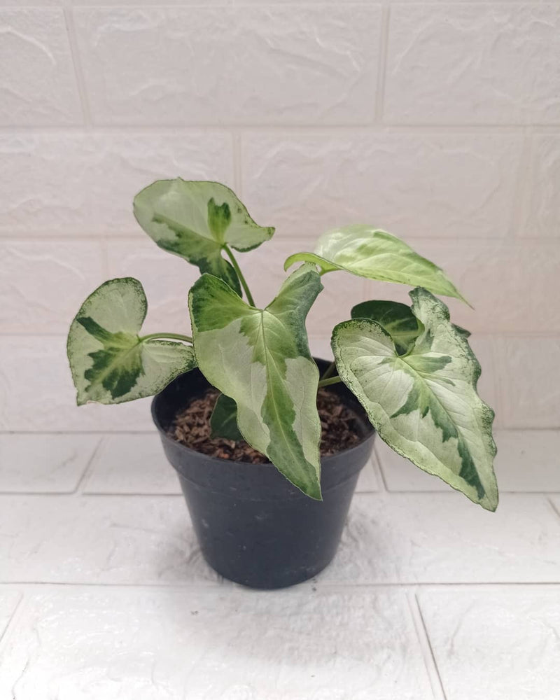 Syngonium Variegated Three King