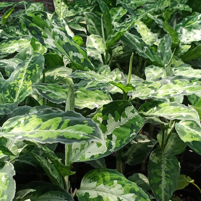 12 Aglaonema Pictum Tricolor