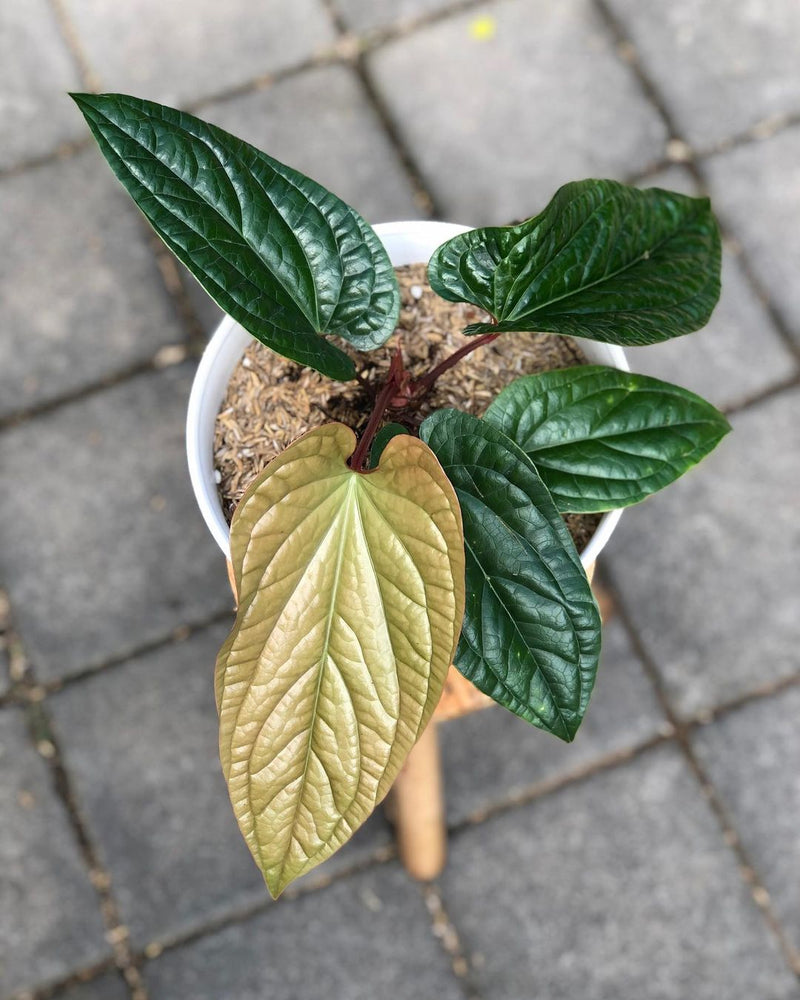 Anthurium Radicans