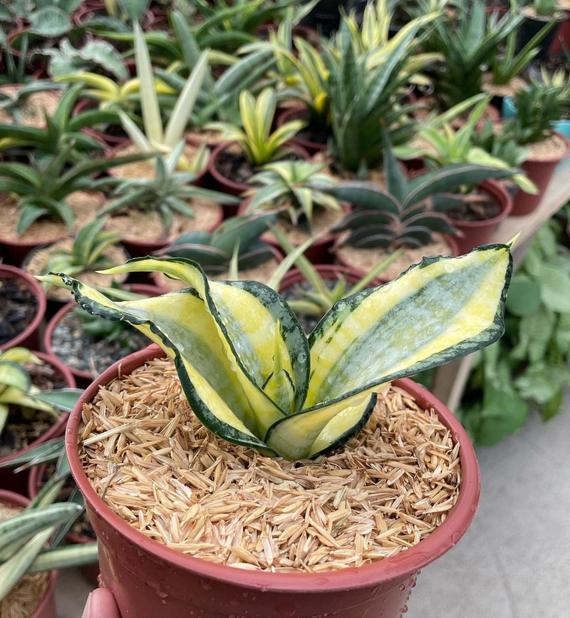 Sansevieria Golden Wendy