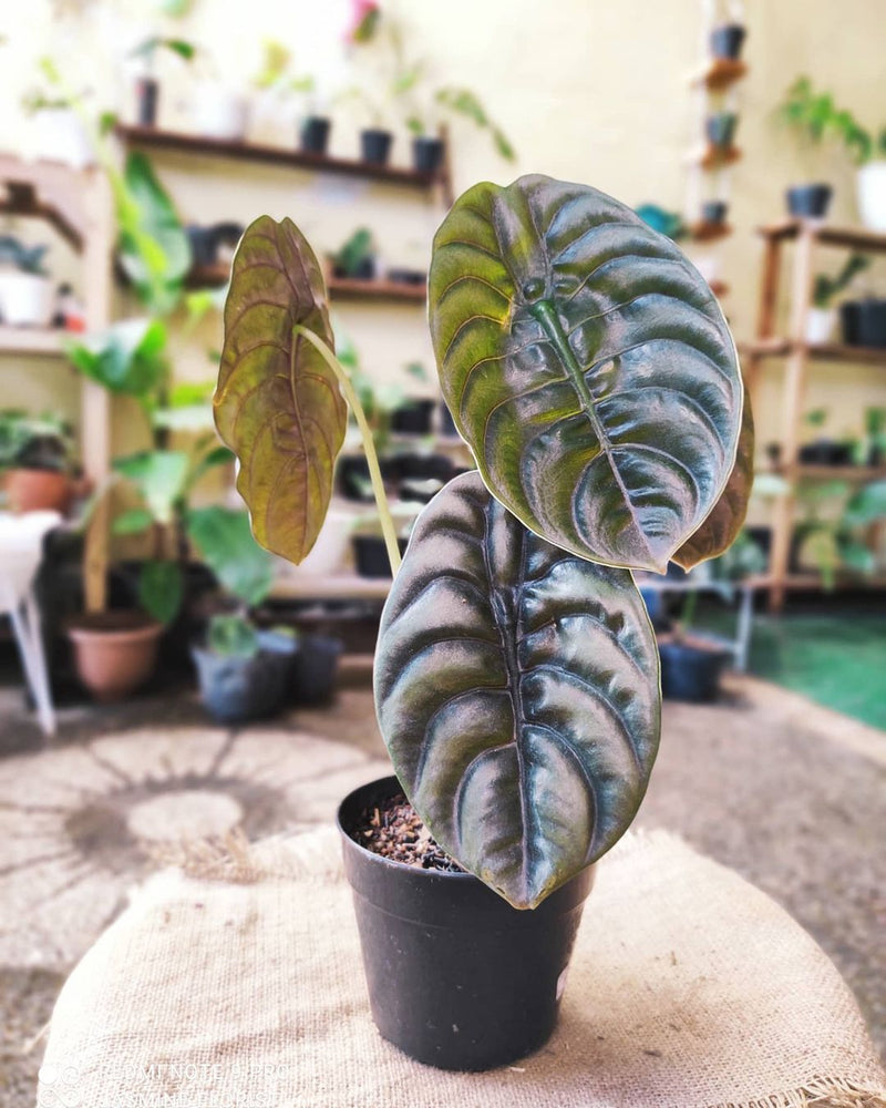 Alocasia Cuprea