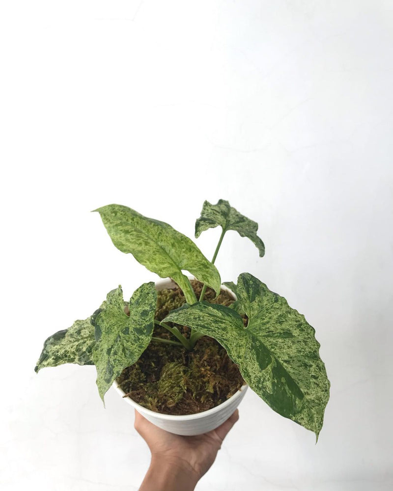 Syngonium Mojito