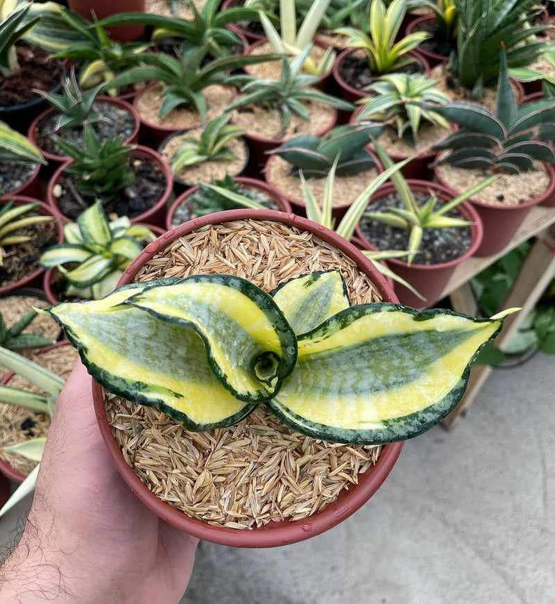 Sansevieria Golden Wendy