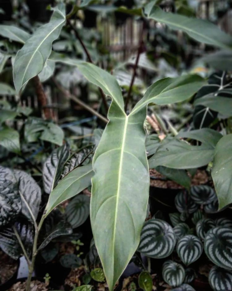 Philodendron Mexicanum