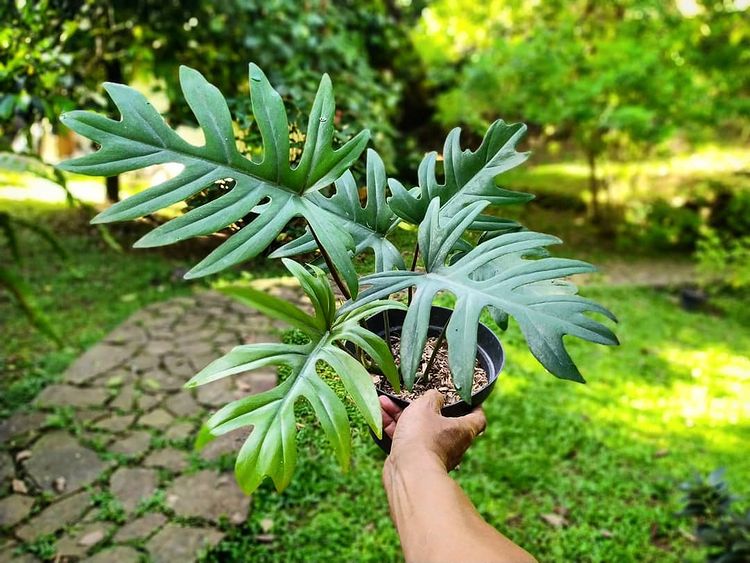 Philodendron Mayoi