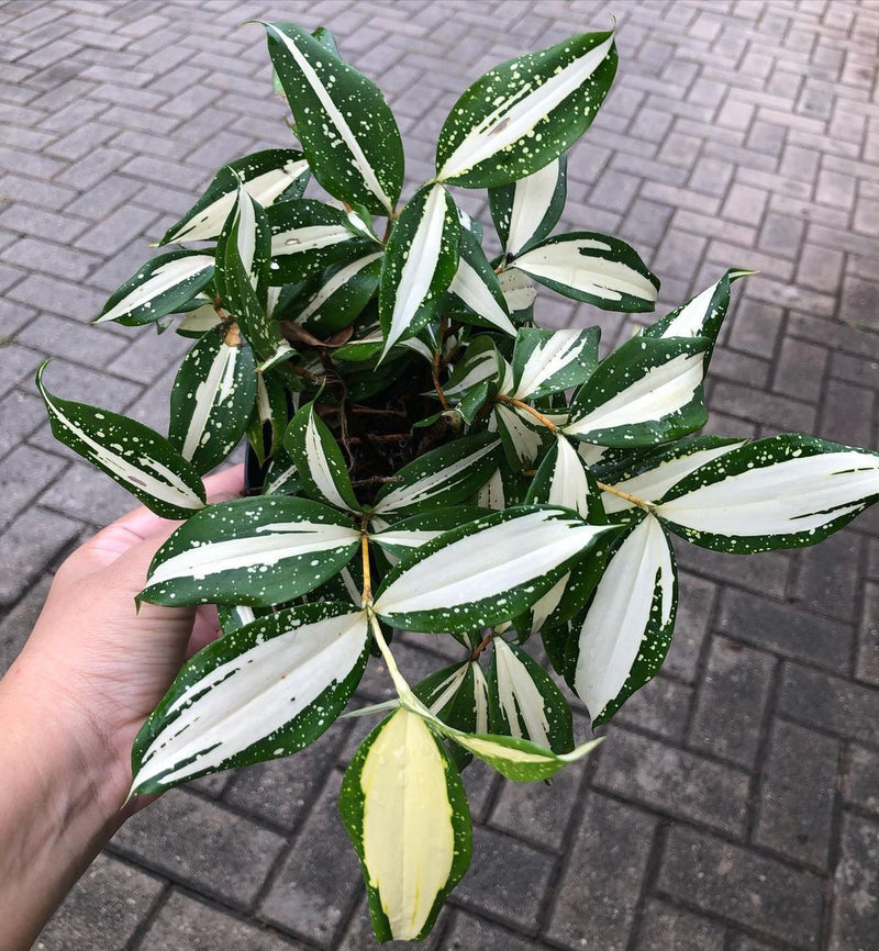 Dracaena Milky Way Variegated